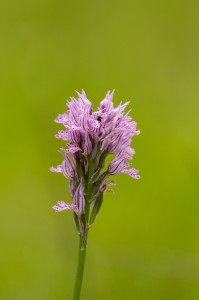 Тризъбест салеп(Orchis tridentatа)