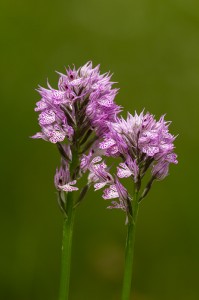 Тризъбест салеп(Orchis tridentatа)