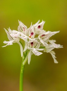 Тризъбест салеп(Orchis tridentatа)