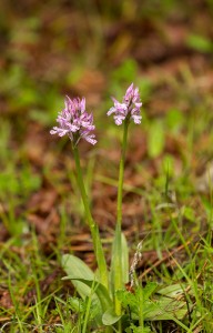 Тризъбест салеп(Orchis tridentatа)