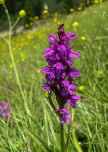 Сърцевиден дланокоренник (Dactylorhiza cordigera)
