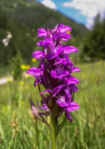 Сърцевиден дланокоренник (Dactylorhiza cordigera)
