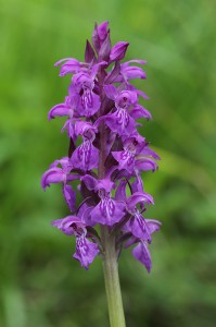 Сърцевиден дланокоренник (Dactylorhiza cordigera)