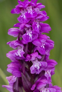 Сърцевиден дланокоренник (Dactylorhiza cordigera)