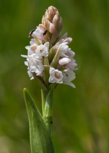 Фривалдскиева гимнадения (Gymnadenia frivaldii)