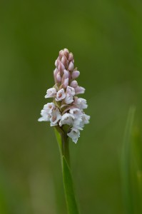 Фривалдскиева гимнадения (Gymnadenia frivaldii)