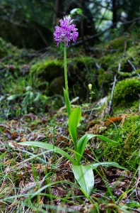 Шлемовиден салеп (Orchis militaris)