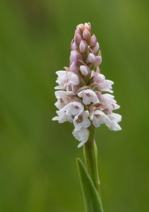 Фривалдскиева гимнадения (Gymnadenia frivaldii)