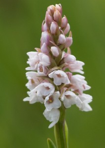 Фривалдскиева гимнадения (Gymnadenia frivaldii)