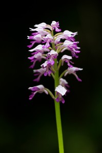 Шлемовиден салеп (Orchis militaris)