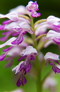 Шлемовиден салеп (Orchis militaris)