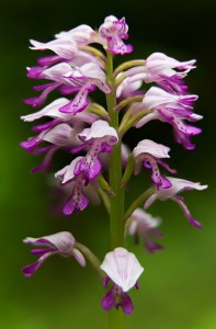 Шлемовиден салеп (Orchis militaris)