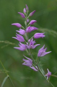 Червен главопрашник (Cephalanthera rubra)