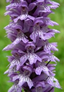 Торбест дланокоренник (Dactylorhiza saccifera)