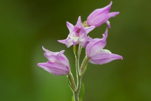 Червен главопрашник (Cephalanthera rubra)