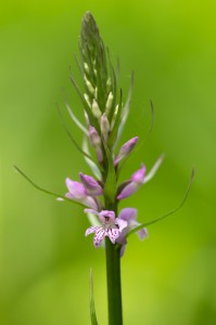 Торбест дланокоренник (Dactylorhiza saccifera)