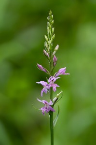 Торбест дланокоренник (Dactylorhiza saccifera)