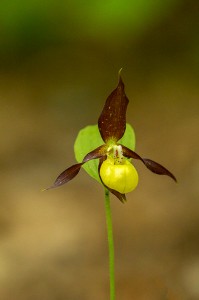 Венерина обувка (Венерина пантофка),Cypripedium calceolus