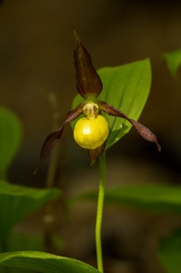 Венерина обувка (Венерина пантофка),Cypripedium calceolus