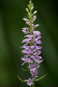 Торбест дланокоренник (Dactylorhiza saccifera)