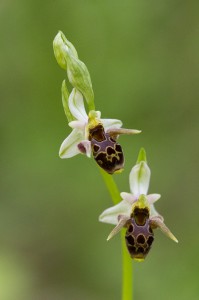Пчелоносно бръмбарче(Ophrys apifera)