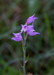 Червен главопрашник (Cephalanthera rubra)