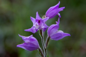 Червен главопрашник (Cephalanthera rubra)