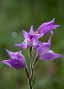 Червен главопрашник (Cephalanthera rubra)