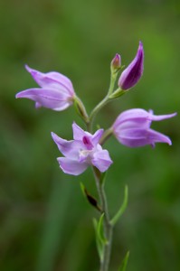 Червен главопрашник (Cephalanthera rubra)