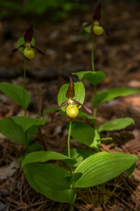 Венерина обувка (Венерина пантофка),Cypripedium calceolus