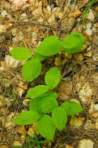 Венерина обувка (Венерина пантофка),Cypripedium calceolus