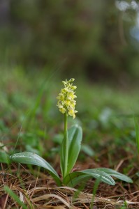 Бледен салеп (Orchis pallens)