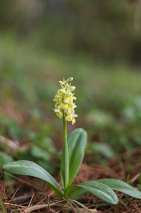 Бледен салеп (Orchis pallens)