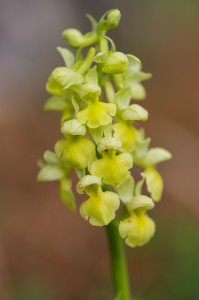 Бледен салеп (Orchis pallens)