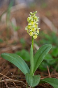 Бледен салеп (Orchis pallens)