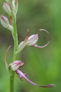 Обикновена пърчовка (змийски език),Himantoglossum caprinum