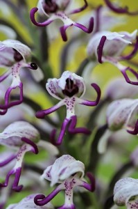 Маймунски салеп(Orchis simia)