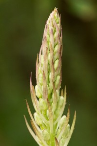 Обикновена пърчовка (змийски език),Himantoglossum caprinum