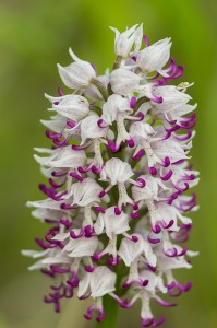 Маймунски салеп (Orchis simia)