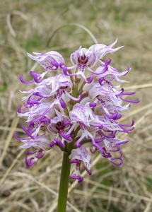 Маймунски салеп(Orchis simia)