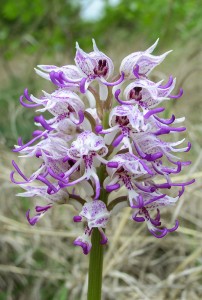 Маймунски салеп(Orchis simia)