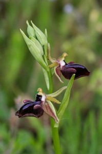 Паяковидна пчелица(Ophrys mammosa)