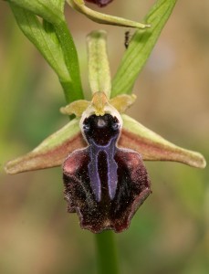 Паяковидна пчелица(Ophrys mammosa)