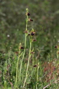 Паяковидна пчелица(Ophrys mammosa)