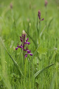 Редкоцветен салеп(Orchis laxiflora)