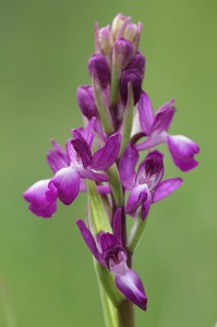 Редкоцветен салеп(Orchis laxiflora)