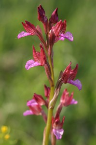 Пеперудоцветен салеп (Orchis papilionacea)