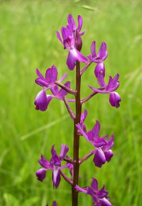 Редкоцветен салеп(Orchis laxiflora)