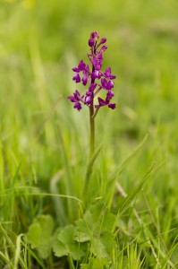 Редкоцветен салеп(Orchis laxiflora)