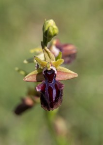 Паяковидна пчелица(Ophrys mammosa)